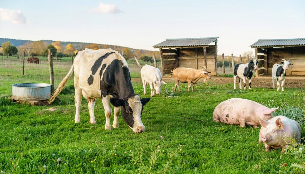 Vaca, cabras y cerdos conviviendo en libertad sobre un prado verde de un santuario animal, con cobertizos de madera y una valla al fondo.