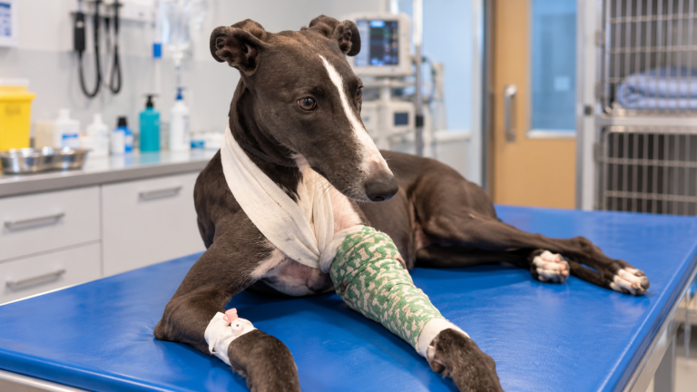 Galgo con la pata vendada en recuperación en una clínica veterinaria