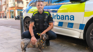 Teckel senior de 12 años abandonado en un piso, caso difundido por Jordi Sela