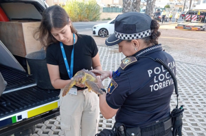Una agente de la Policía Local de Torrevieja y una técnica sostienen entre las manos la tortuga boba rescatada, junto a un vehículo