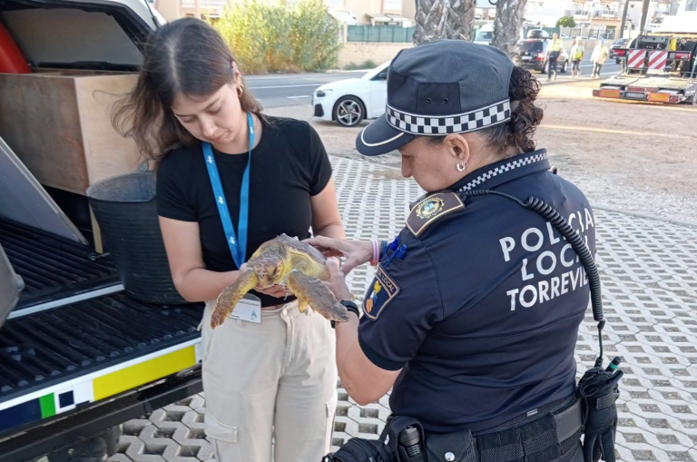 Una agente de la Policía Local de Torrevieja y una técnica sostienen entre las manos la tortuga boba rescatada, junto a un vehículo