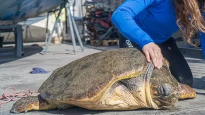Tortuga marina de gran tamaño con una aleta amputada siendo atendida en tierra por una persona