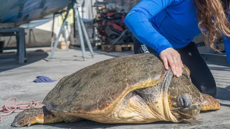 Tortuga marina de gran tamaño con una aleta amputada siendo atendida en tierra por una persona