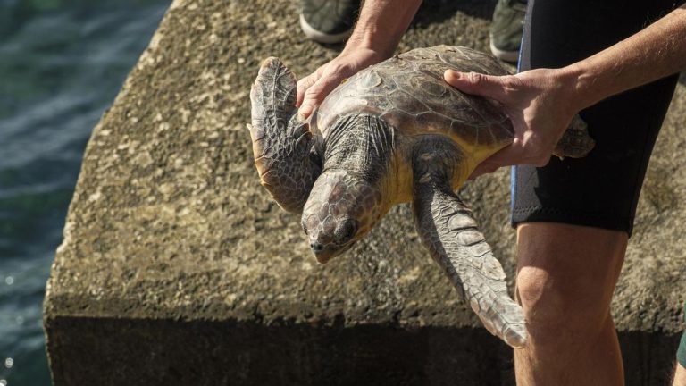 Tortuga boba siendo liberada al mar por dos personas en un muelle