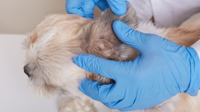 Veterinario examinando la piel y el oído de un perro, imagen contextual sobre dermatitis atópica canina