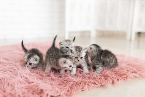 Cachorros de gatito