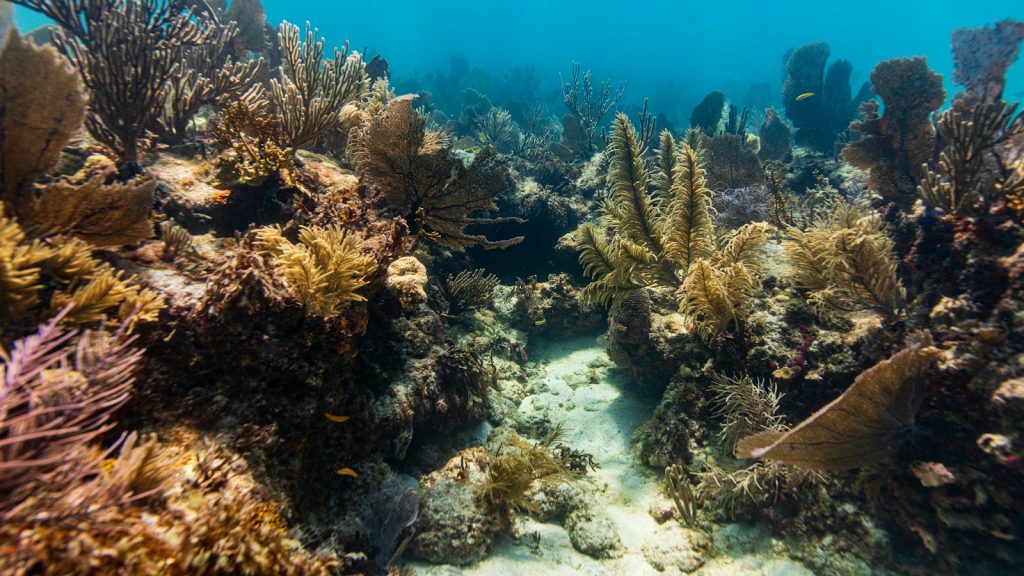Arrecife de coral bajo el agua, imagen contextual sobre blanqueamiento y estrés térmico