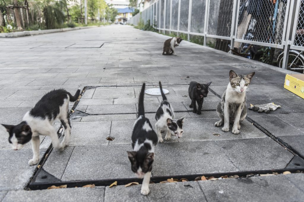 Grupo de gatos en la calle; fotografía de contexto, ajena a los animales de Valdepeñas.