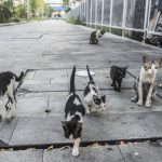 Grupo de gatos en la calle; fotografía de contexto, ajena a los animales de Valdepeñas.