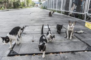 Grupo de gatos en la calle; fotografía de contexto, ajena a los animales de Valdepeñas.