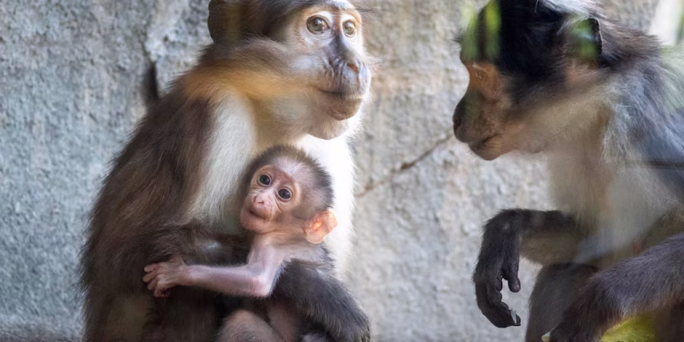 Mangabey de coronilla blanca sujetando a su cría en brazos, sobre una rama, con vegetación y una cascada al fondo