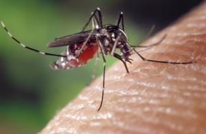 Mosquito tigre picando