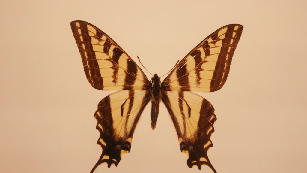 Mariposa en vuelo, imagen contextual sobre el estudio de ilusiones opticas en las alas
