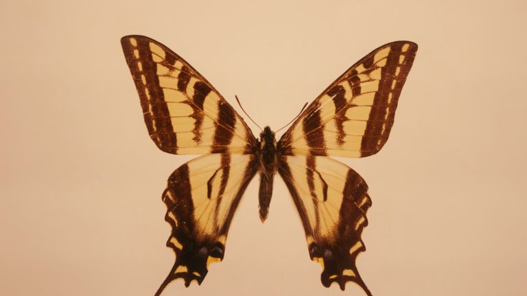 Mariposa en vuelo, imagen contextual sobre el estudio de ilusiones opticas en las alas