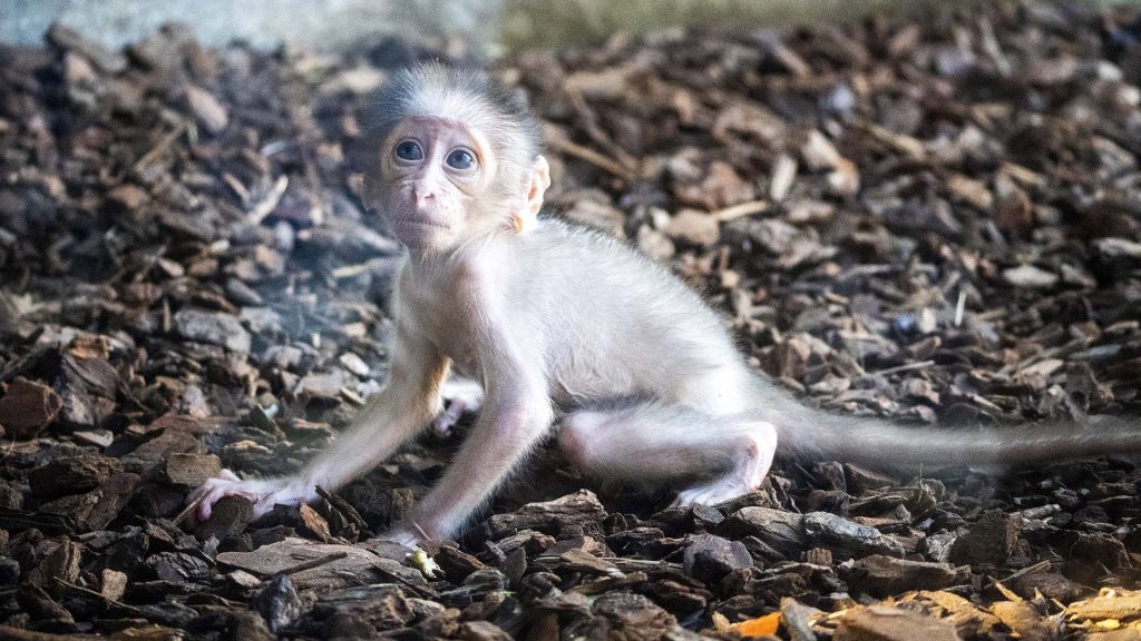 Mangabey de coronilla blanca sujetando a su cría en brazos, sobre una rama, con vegetación y una cascada al fondo