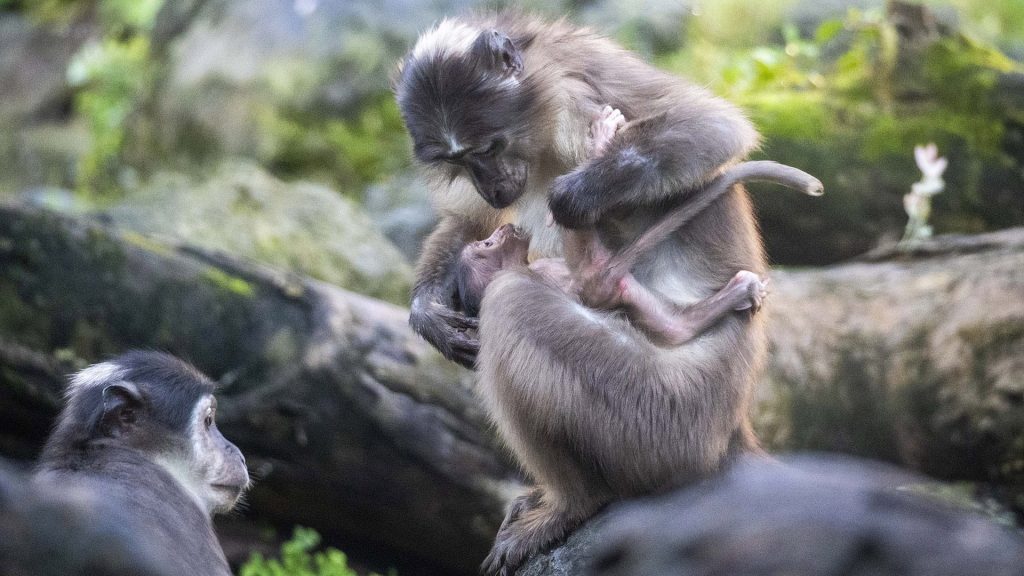 Mangabey de coronilla blanca sujetando a su cría en brazos, sobre una rama, con vegetación y una cascada al fondo