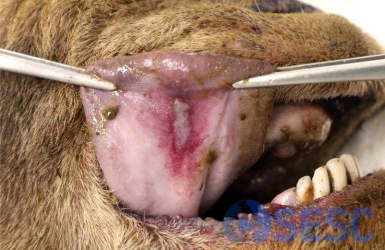 Úlcera lineal en la base de la lengua, con el margen enrojecido debido al virus