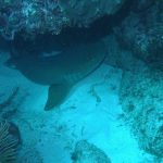 Tiburón nodriza fotografiado en Akumal, México; imagen de contexto, ajena al Acuario de Gijón.