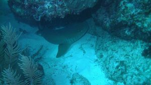 Tiburón nodriza fotografiado en Akumal, México; imagen de contexto, ajena al Acuario de Gijón.