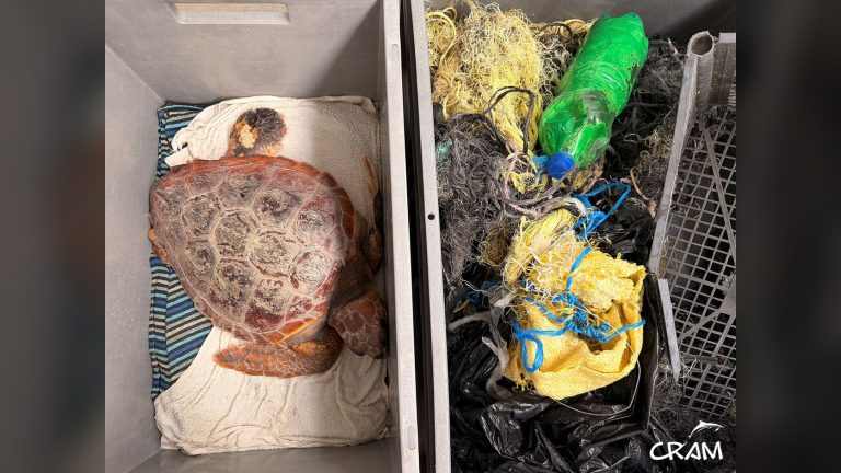 Tortuga boba Atenas en una caja junto a las redes, cabos y plásticos que arrastraba, en el CRAM