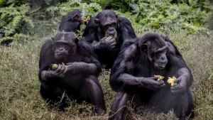 Grupo de chimpancés comiendo