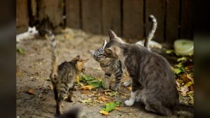 Dos gatitos y una gata adulta gris se acercan en un patio exterior con hojas secas en el suelo
