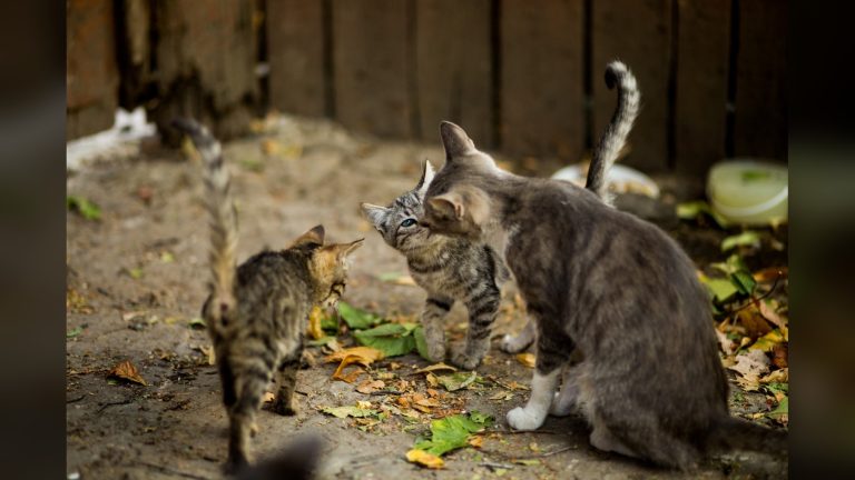 Dos gatitos y una gata adulta gris se acercan en un patio exterior con hojas secas en el suelo