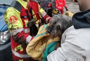 Un bombero y el perro rescatado en Xàtiva. Foto: Radio Xàtiva / Cadena SER.