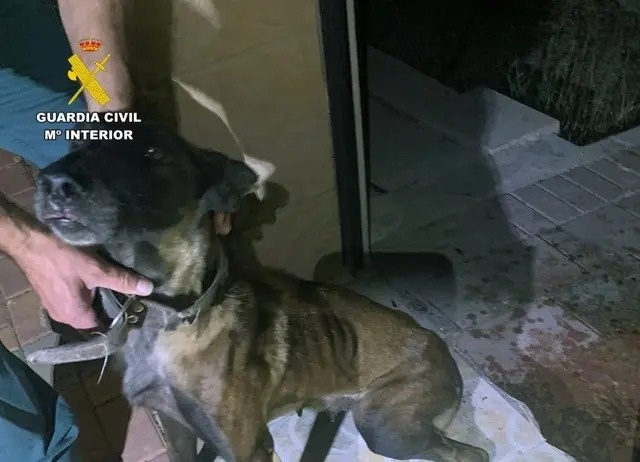 Pastor belga malinois con extrema delgadez sujetado por un agente de la Guardia Civil