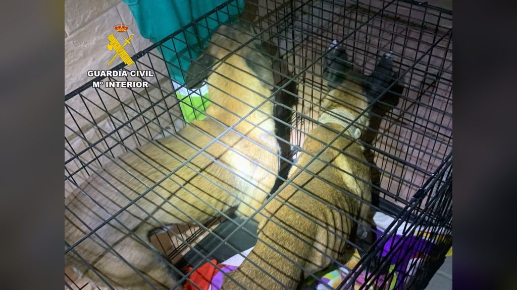 Dos pastores belgas malinois en una jaula tras ser rescatados en Campos del Río