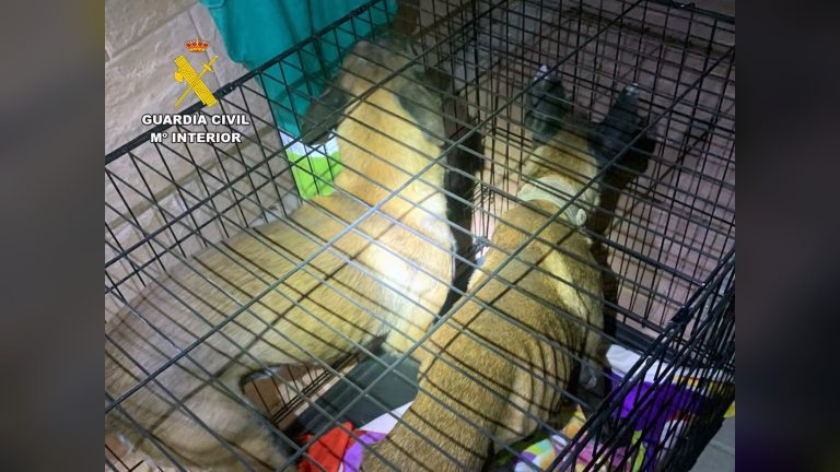 Dos pastores belgas malinois en una jaula tras ser rescatados en Campos del Río