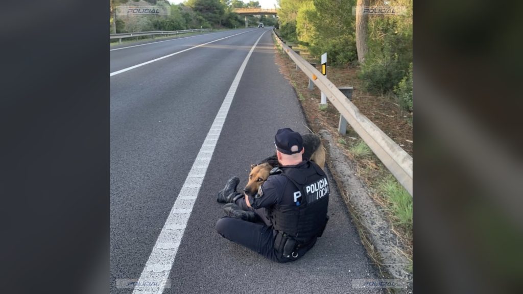 Un agente de la Policía Local de Palma sentado en el arcén de la autopista abraza a un perro asustado