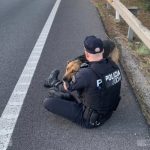 Un agente de la Policía Local de Palma sentado en el arcén de la autopista abraza a un perro asustado
