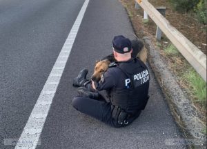 Un agente de la Policía Local de Palma sentado en el arcén de la autopista abraza a un perro asustado