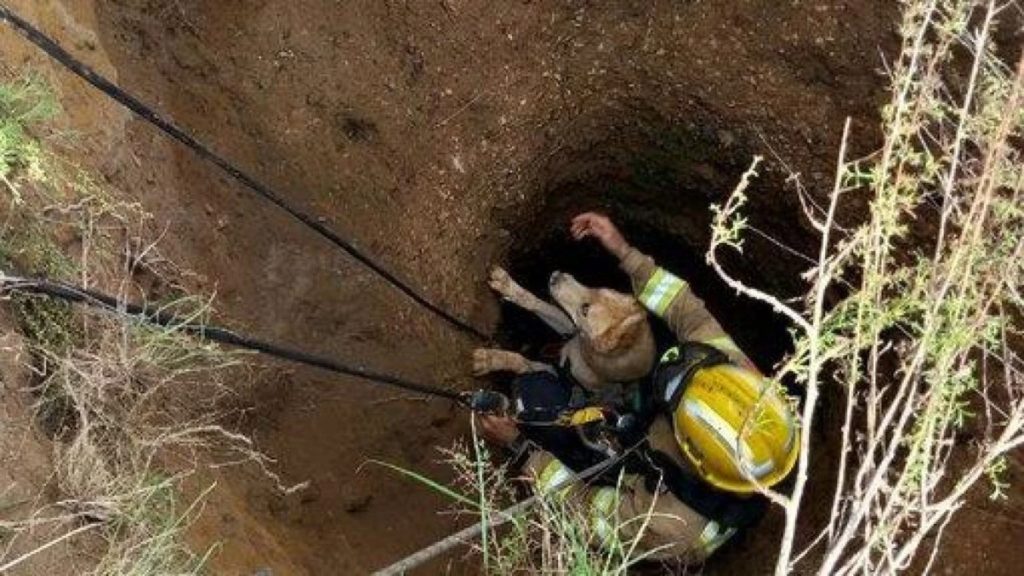 Un bombero con casco amarillo sujeta a un perro dentro de un pozo estrecho de tierra, con cuerdas a los lados
