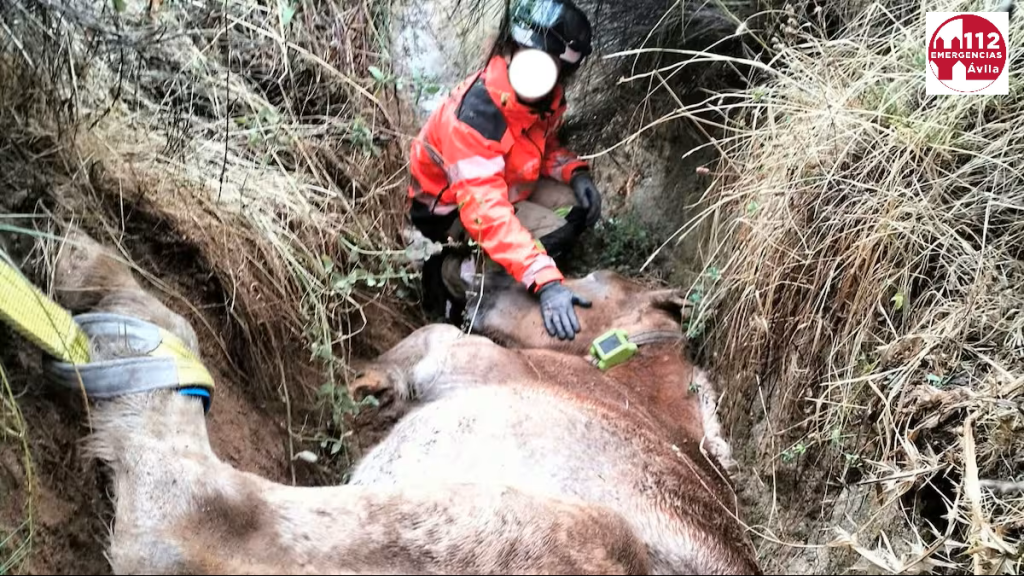 Yegua preñada rescatada por los bomberos en Ávila