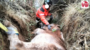 Yegua preñada rescatada por los bomberos en Ávila