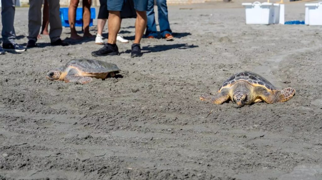 Dos tortugas bobas avanzan por la arena de la playa del Varadero durante su suelta, con varias personas al fondo