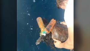 Tortuga rescatada enrollada en botellas